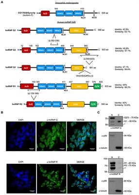 Systematic Analysis of Gene Expression Profiles Controlled by hnRNP Q and hnRNP R, Two Closely Related Human RNA Binding Proteins Implicated in mRNA Processing Mechanisms